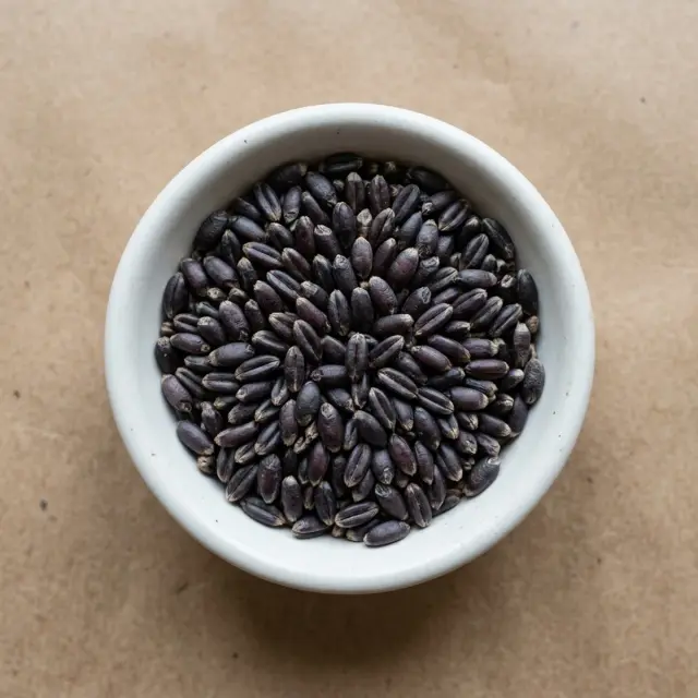 Black Wheat grains